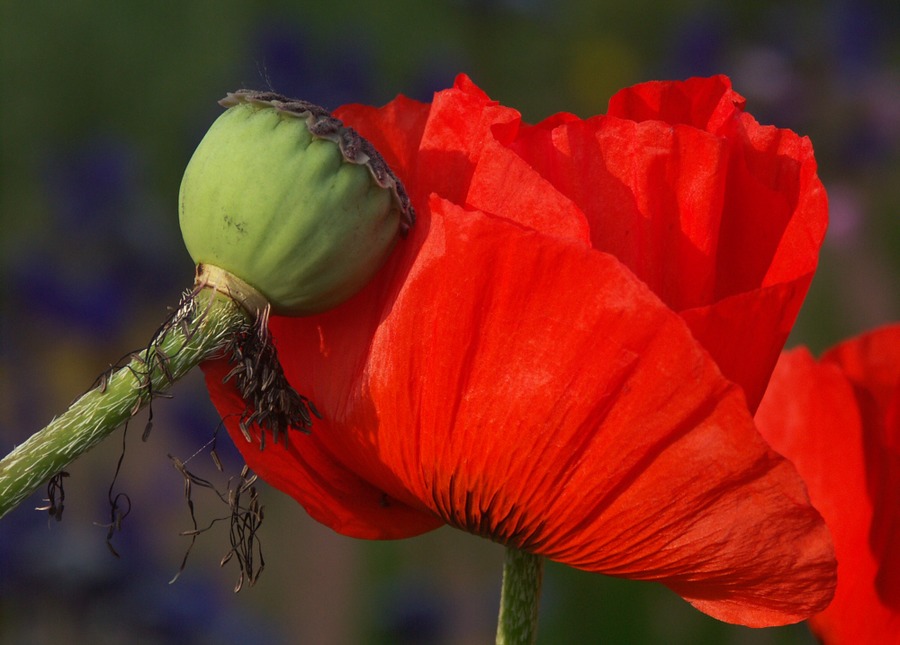 "Blühender Mohn2"