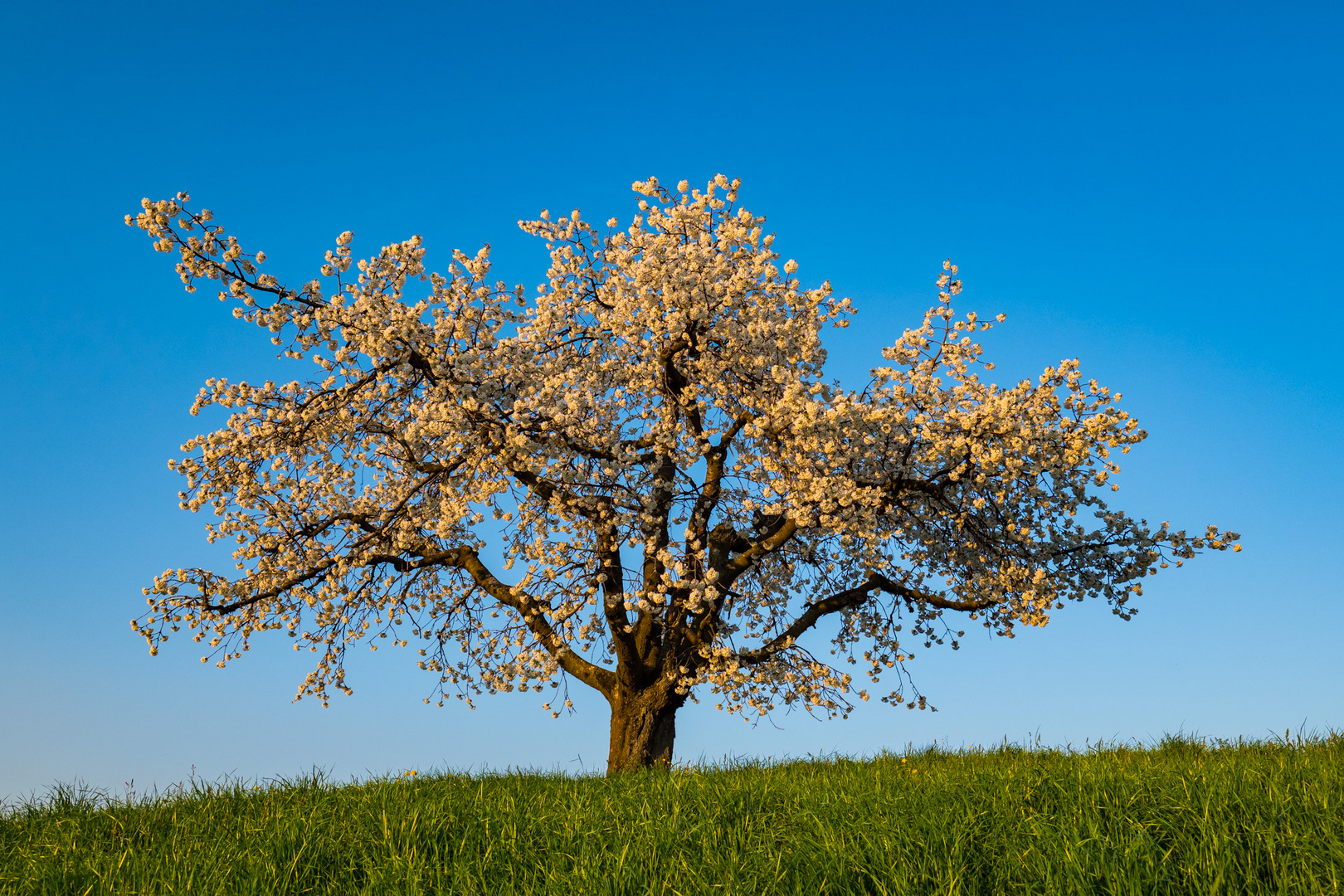 Blühender Obstbaum im Abendlicht