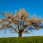 Blühender Obstbaum im Abendlicht