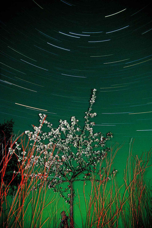 Blühender Obstbaum und Sternspuren