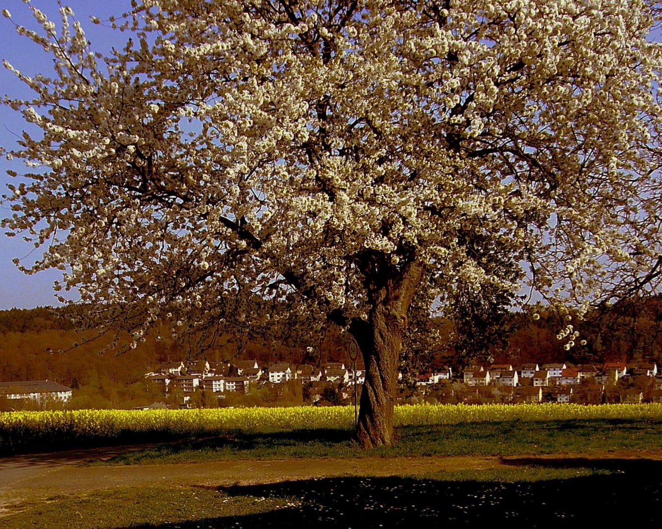 Blühender Obstbaum von der Abendsonne angestrahlt.