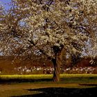 Blühender Obstbaum von der Abendsonne angestrahlt.