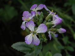 Blühender Ölrettich (Raphanus sativus var. oleiformis) an Weihnachten