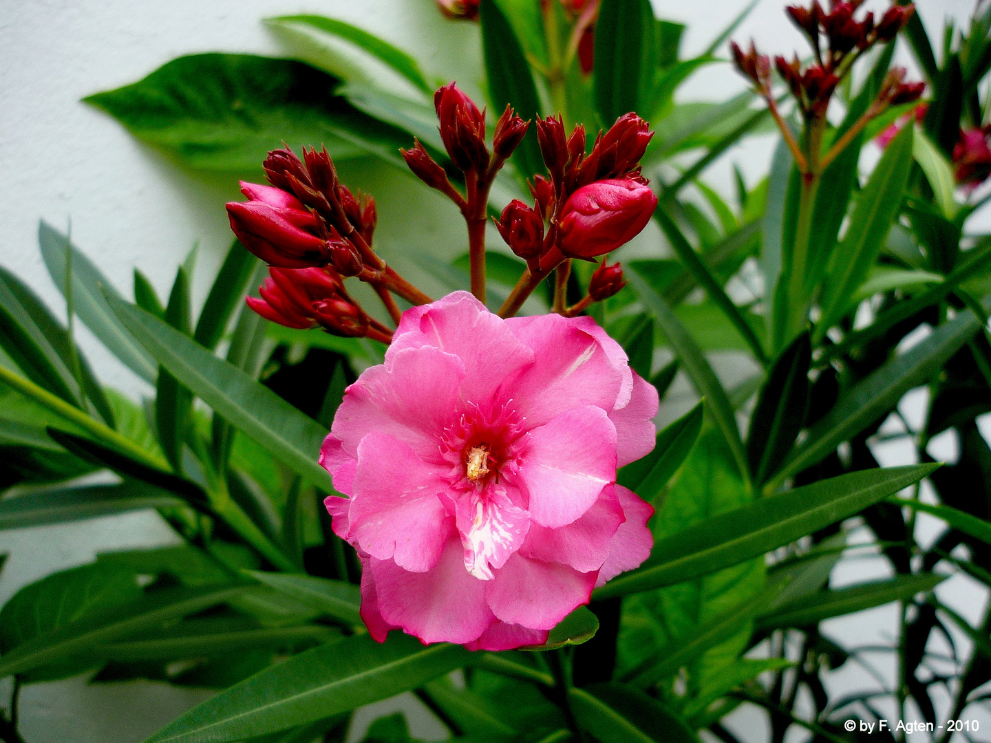 "Blühender Oleander"