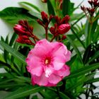 "Blühender Oleander"