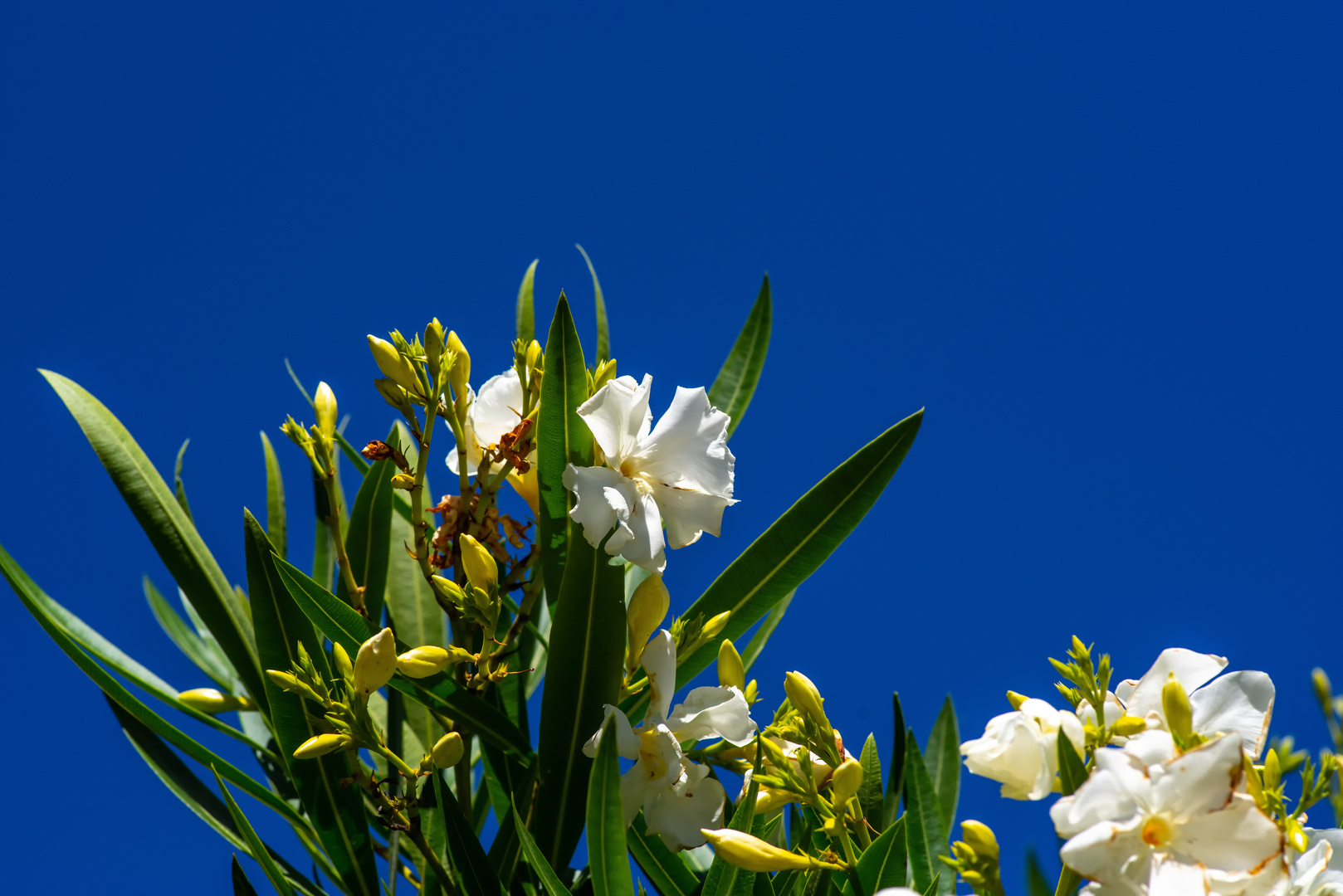 blühender Oleander im Dezember