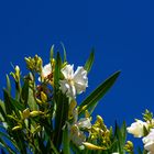 blühender Oleander im Dezember