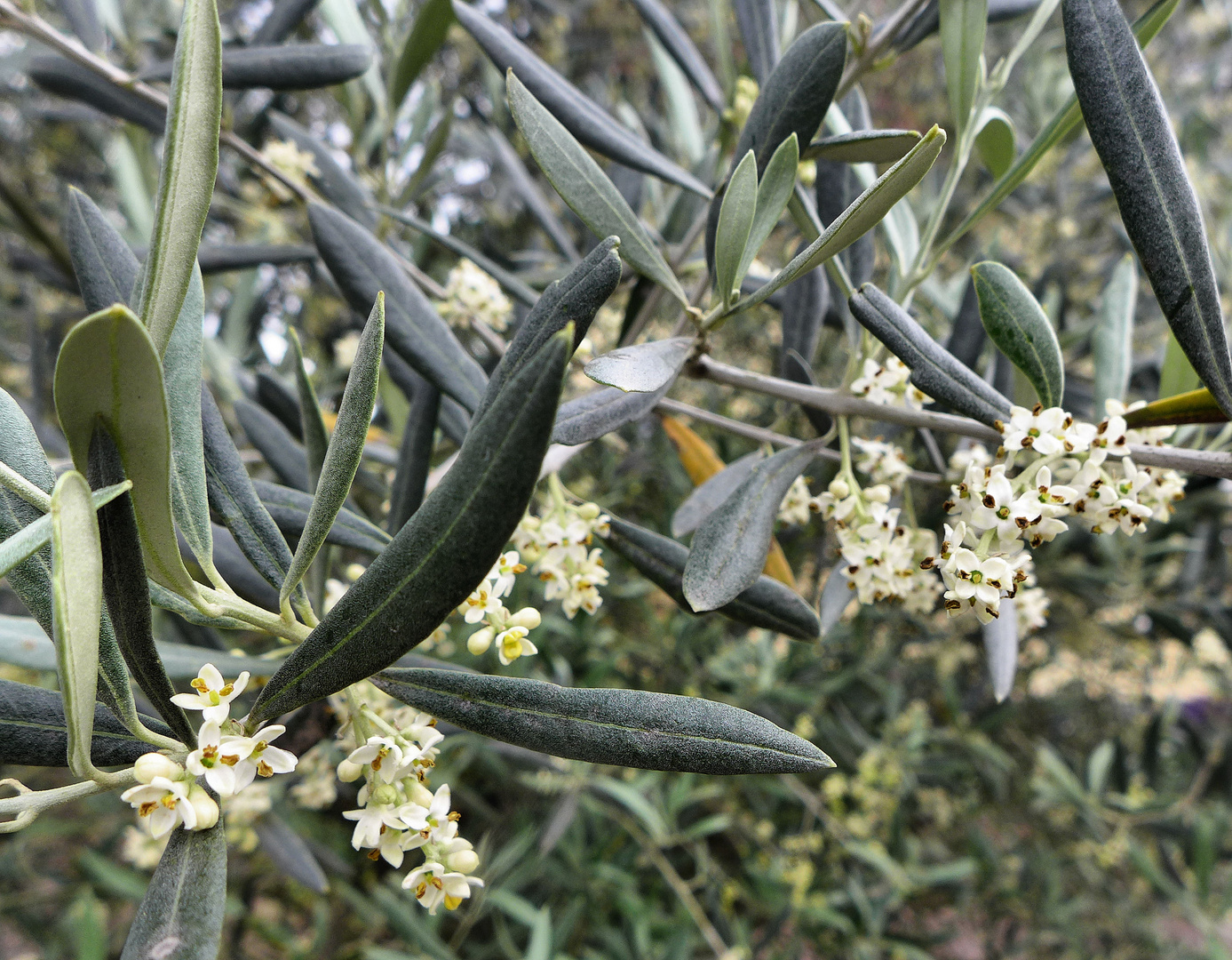 Blühender Olivenbaum