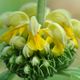 Blhender Phlomis