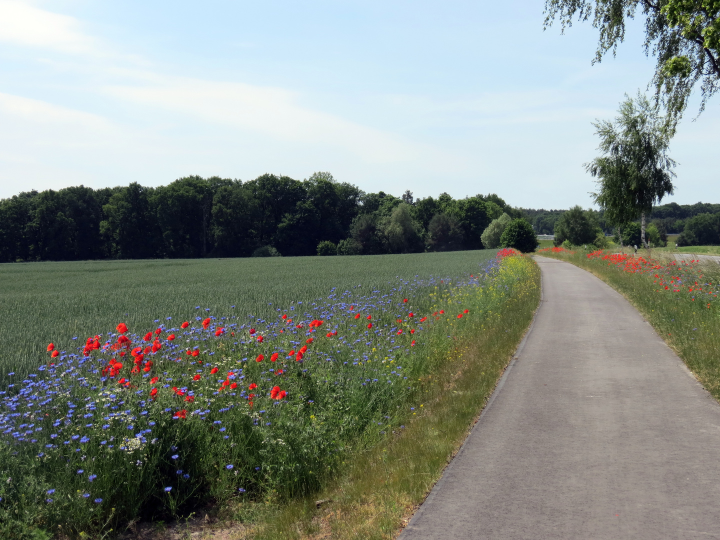 Blühender Radfahrweg im Landkreis Oberhavel, Sommer,