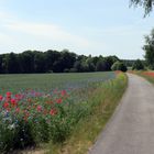 Blühender Radfahrweg im Landkreis Oberhavel, Sommer,