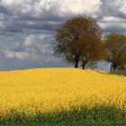 Blühender Raps (Brassica napus)