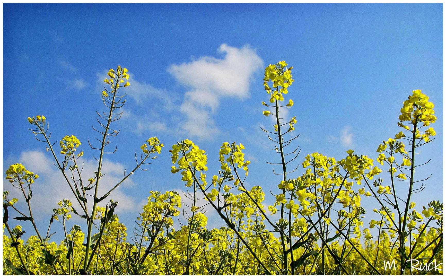 Blühender Raps mit blauem Himmel 