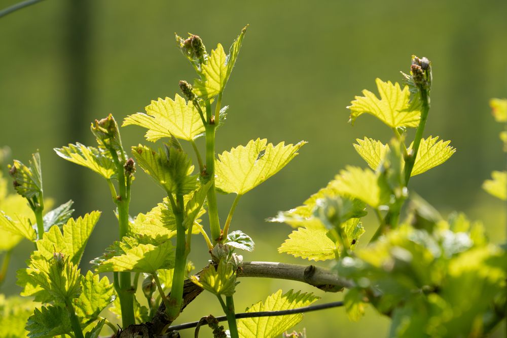 Blühender Rebstock