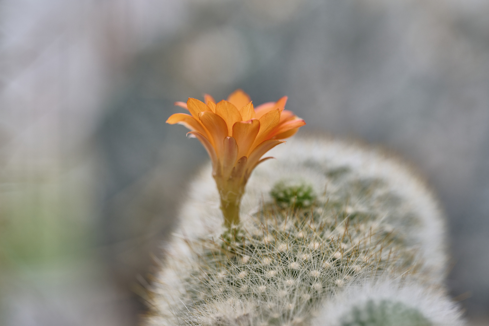 Blühender Rebutia