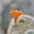 Blühender Rebutia