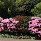 Blühender Rhododendron (2019_04_30_EOS 6D Mark II_1617_ji)