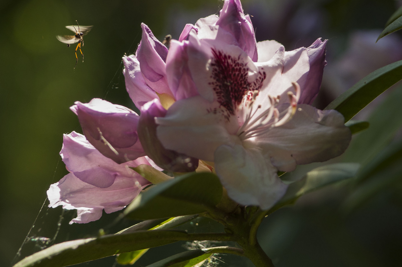 Blühender Rhododendron 