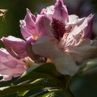 Blühender Rhododendron 