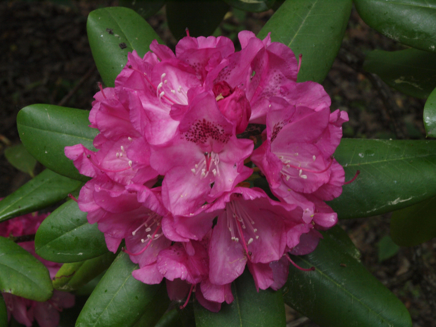 blühender Rhododendron