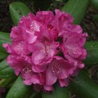 blühender Rhododendron