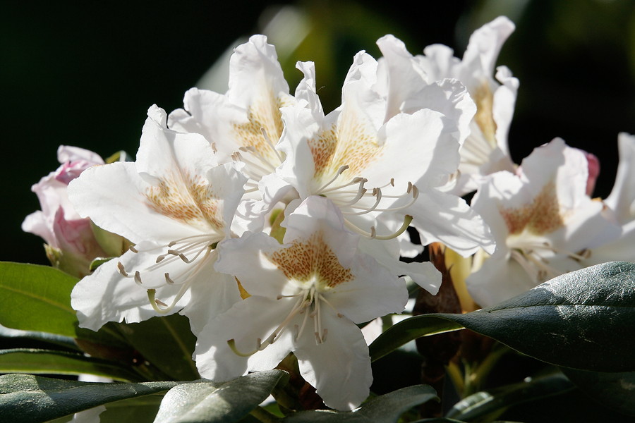 Blühender Rohdodendron