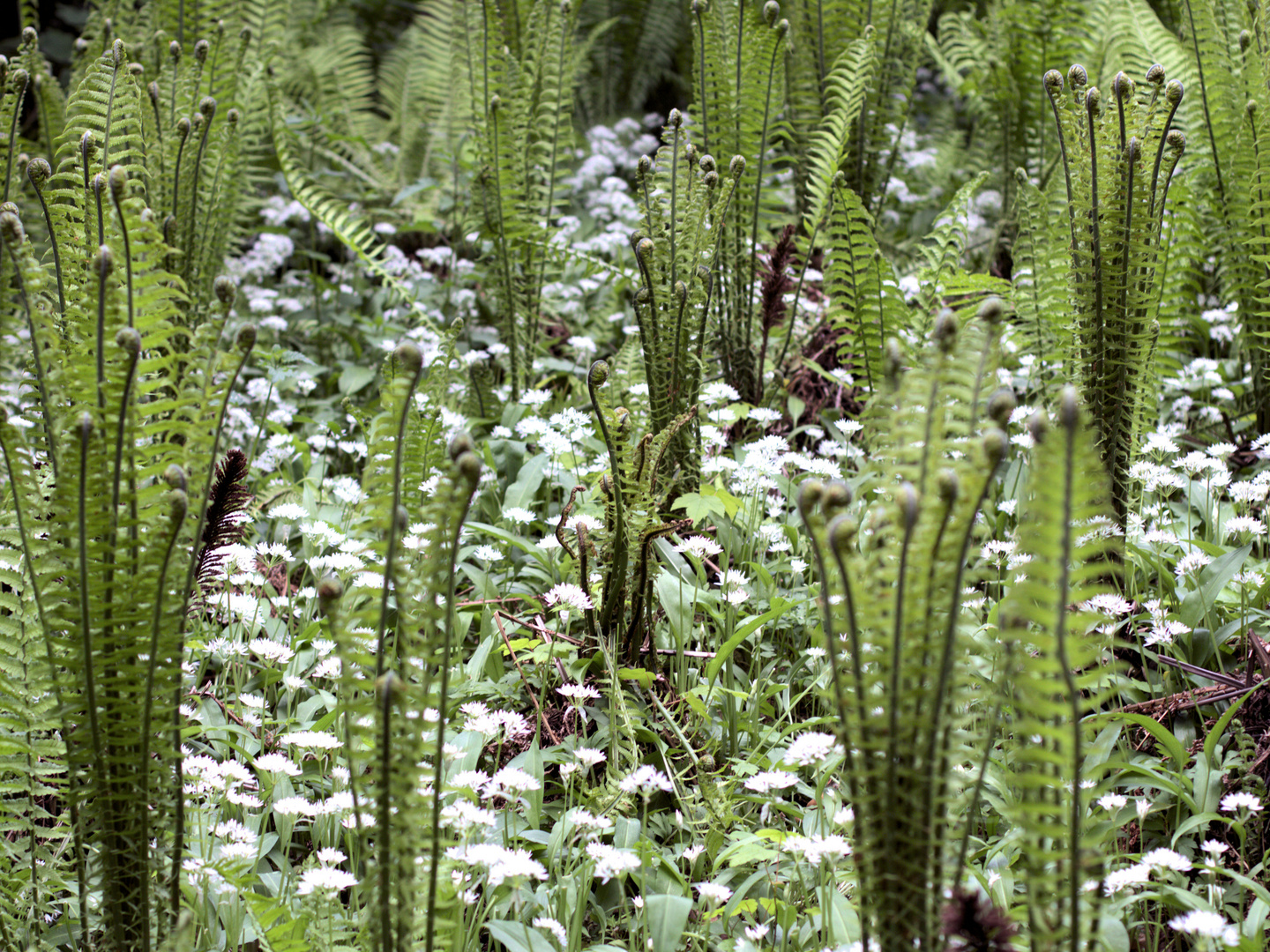 blühender Rombergpark