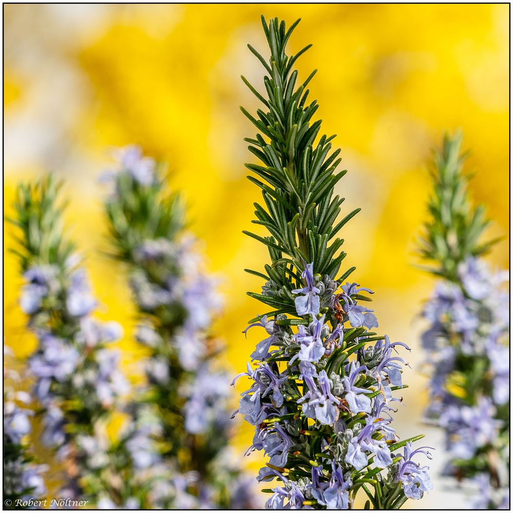 Blühender Rosmarin Foto & Bild pflanzen, pilze & flechten, blüten