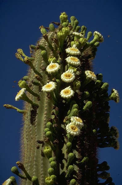 Blühender Saguaro-Kaktus