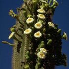 Blühender Saguaro-Kaktus