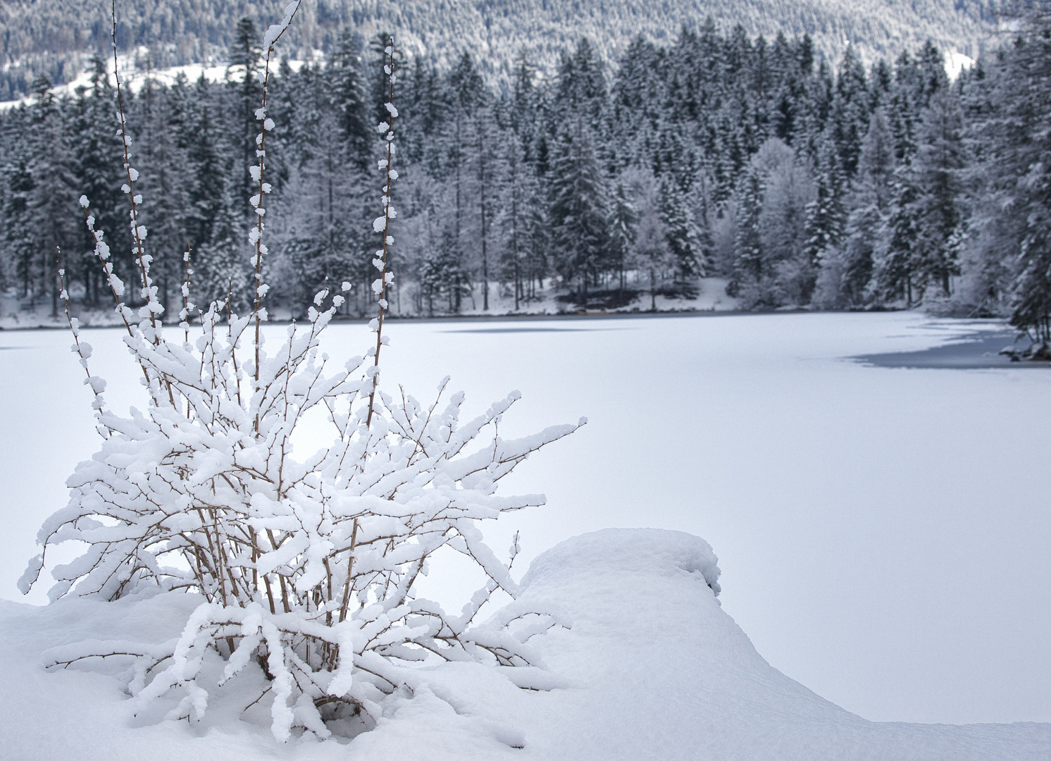 blühender Schneestrauch