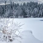 blühender Schneestrauch