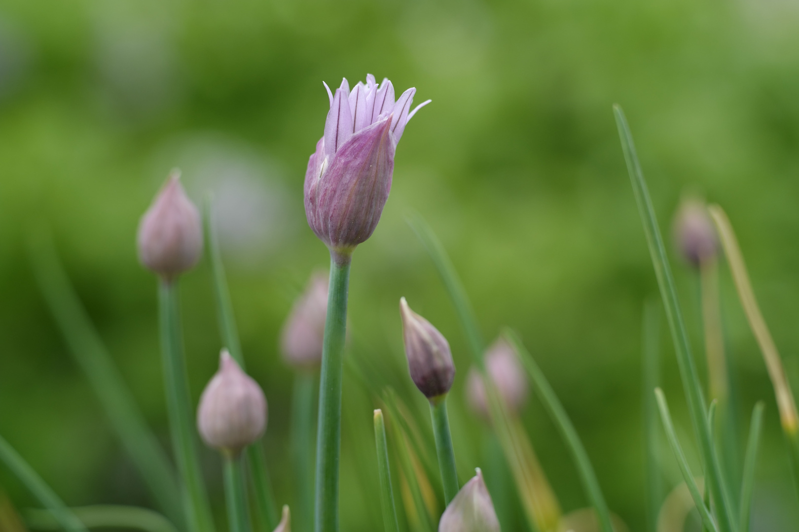 Blühender Schnittlauch grün violett