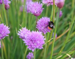 ... blühender Schnittlauch mit Hummel