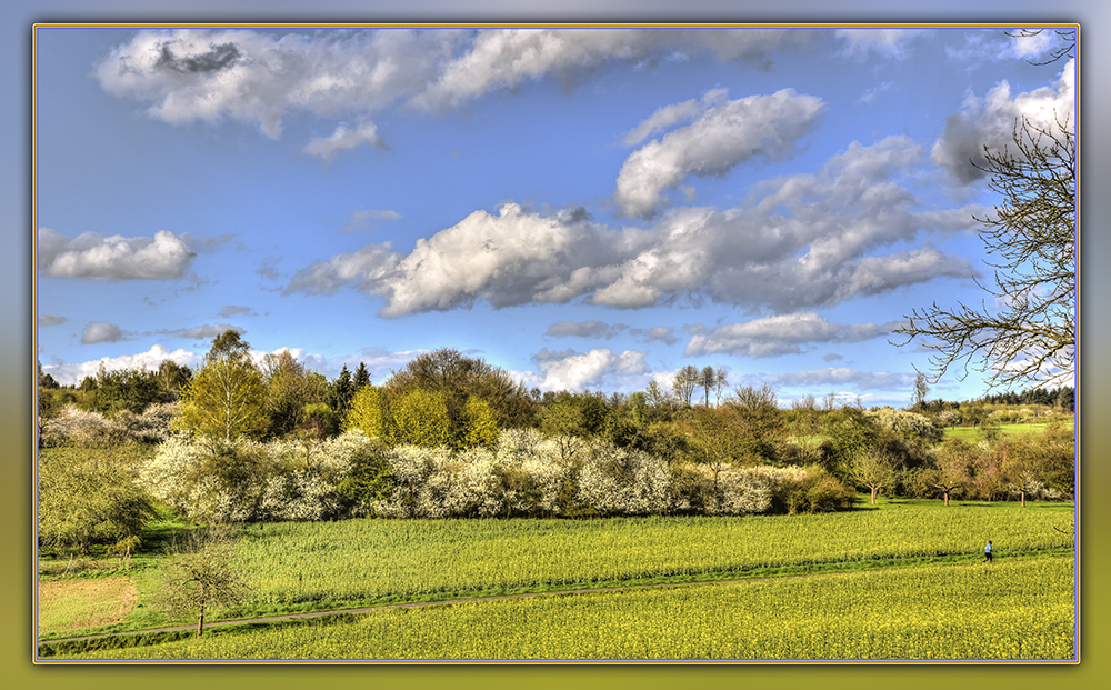 Blühender Schwarzdorn 2