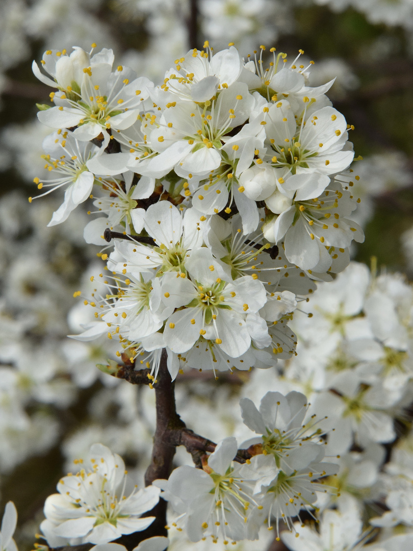 Blühender Schwarzdorn im Frühling.