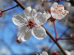 Blühender Schwarzdorn (Prunus spinosa)