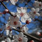 Blühender Schwarzdorn (Prunus spinosa)