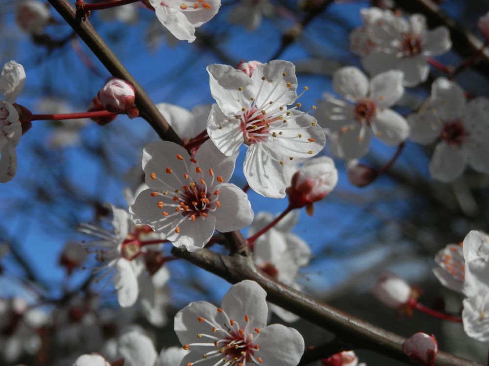 Blühender Schwarzdorn (Prunus spinosa)