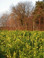 Blühender Senf im Januar 2016