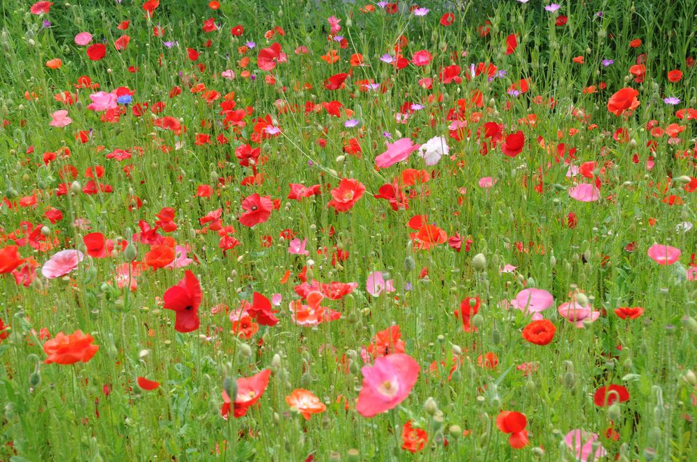 blühender Sommer