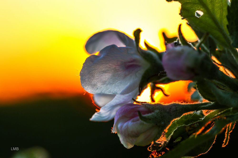 Blühender Sonnenuntergang