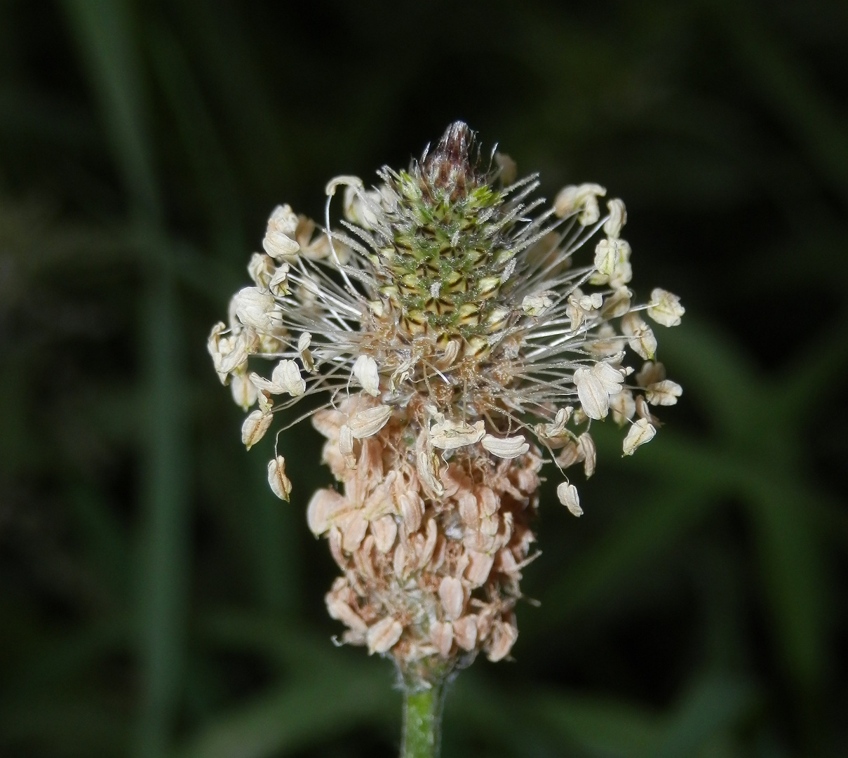 Blühender Spitzwegerich (Plantago lanceolata) Foto & Bild Blühender Spitzwegerich (Plantago lanceolata) Foto & Bild