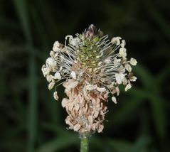 Blühender Spitzwegerich (Plantago lanceolata)