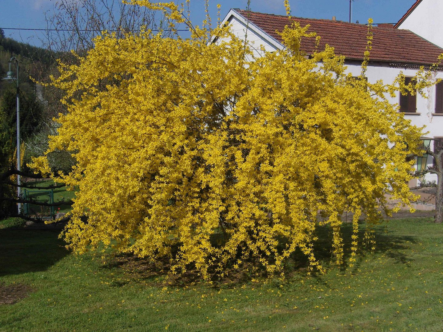 blühender Strauch