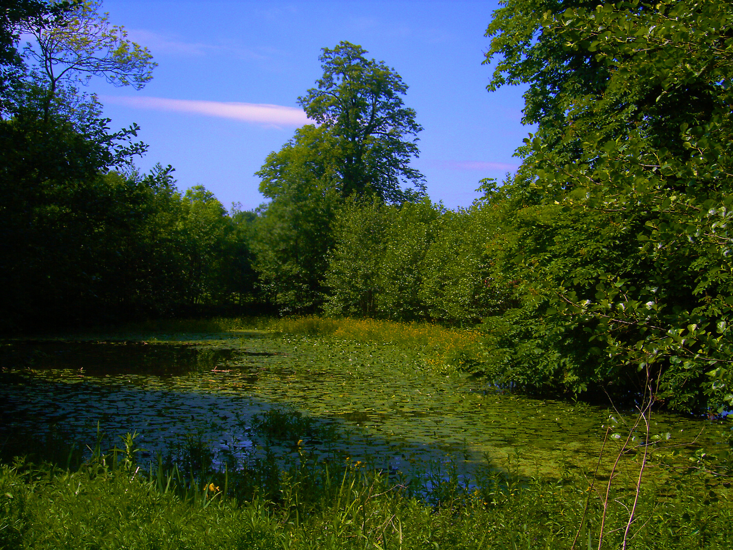 Blühender Teich