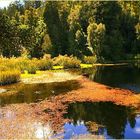 blühender Tümpel im Wald