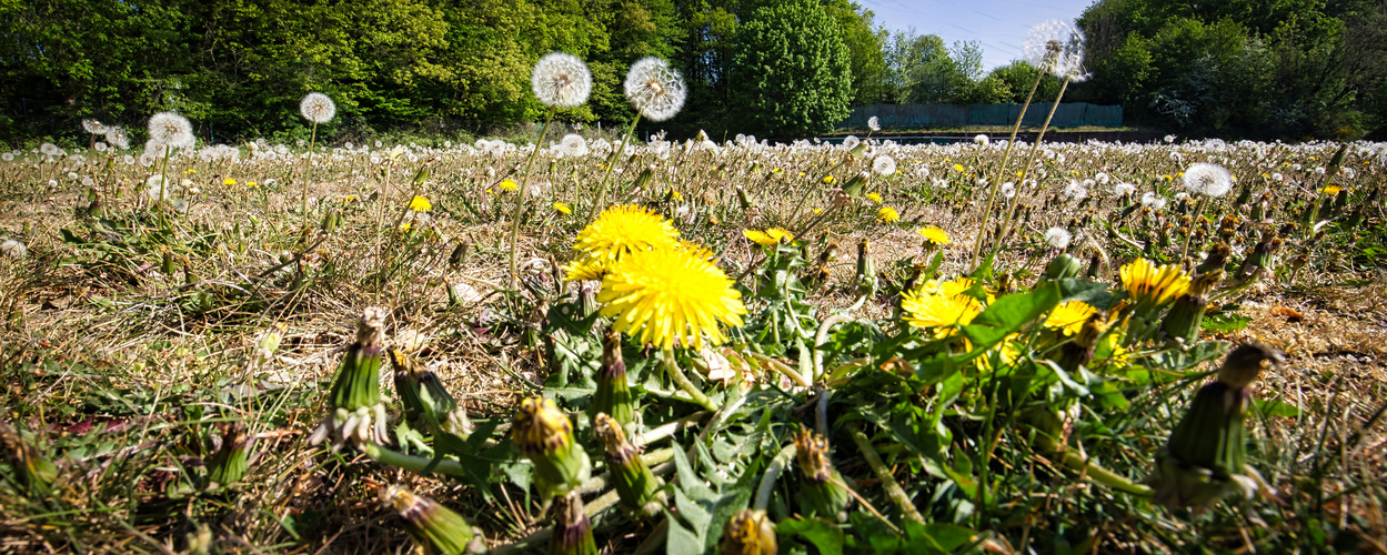 Blühender u verblühter Löwenzahn_BE7I0524