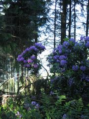 Blühender Wald