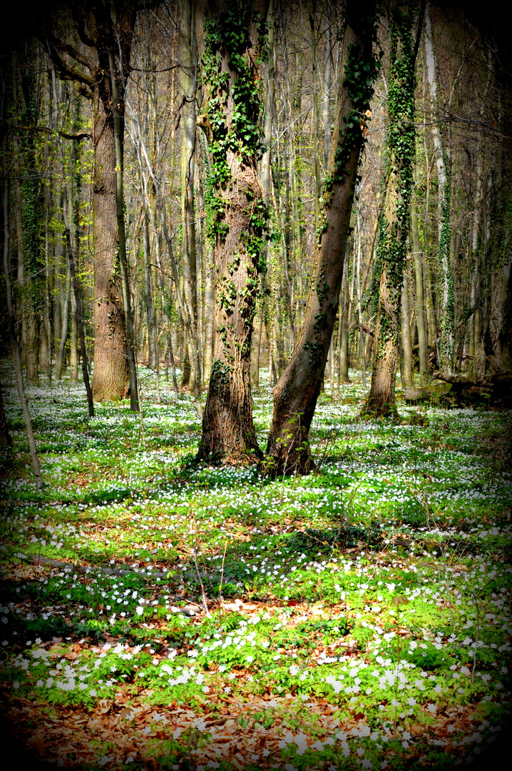 Blühender Wald